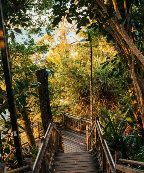 noosa rainforest walk